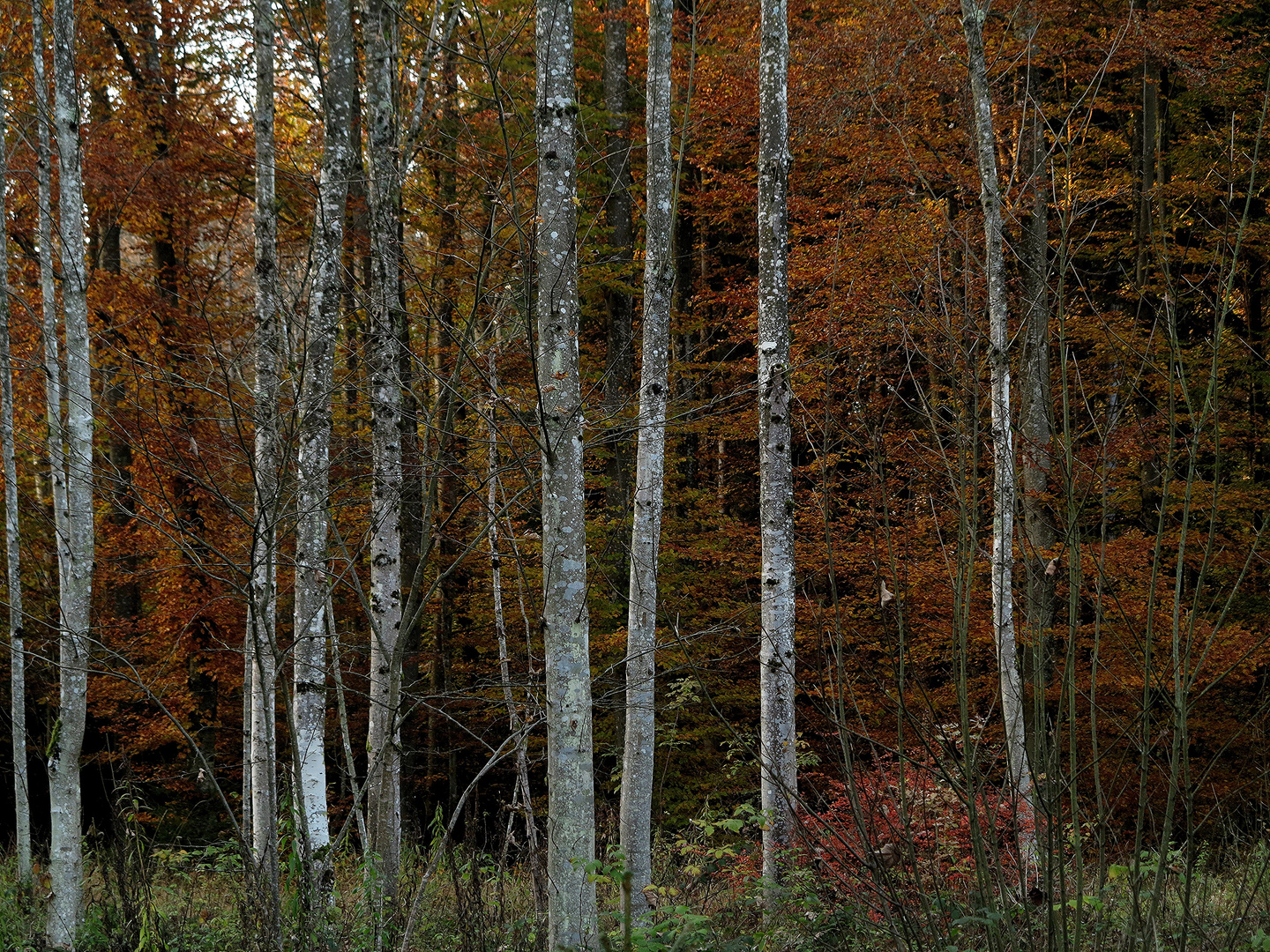 Wald im Herbst 2