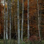 Wald im Herbst 2