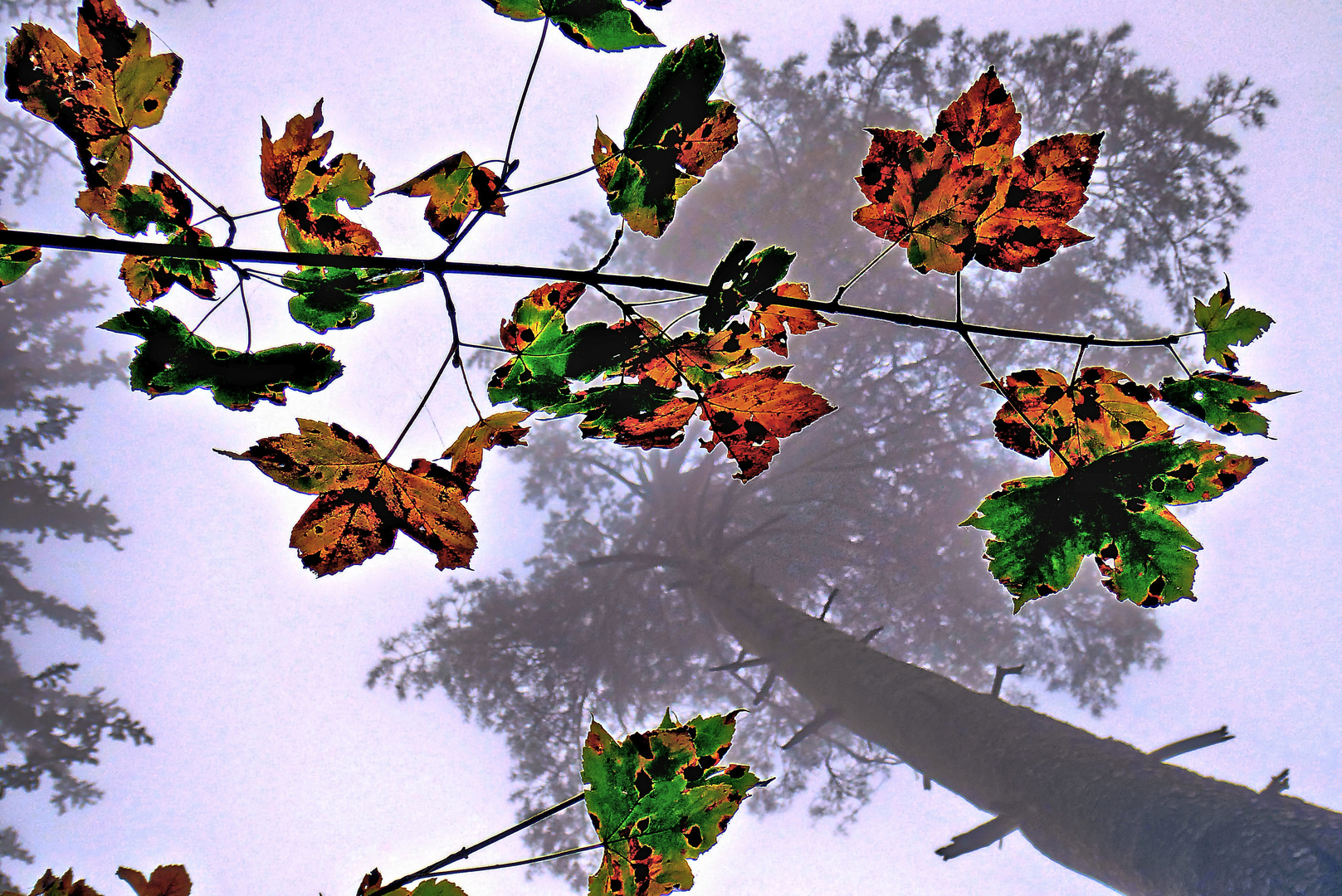 Wald im Herbst 2018 2