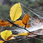 Wald im Herbst 2018 3