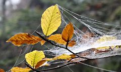 Wald im Herbst 2018 3