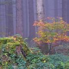 Wald im Herbst 2018 4