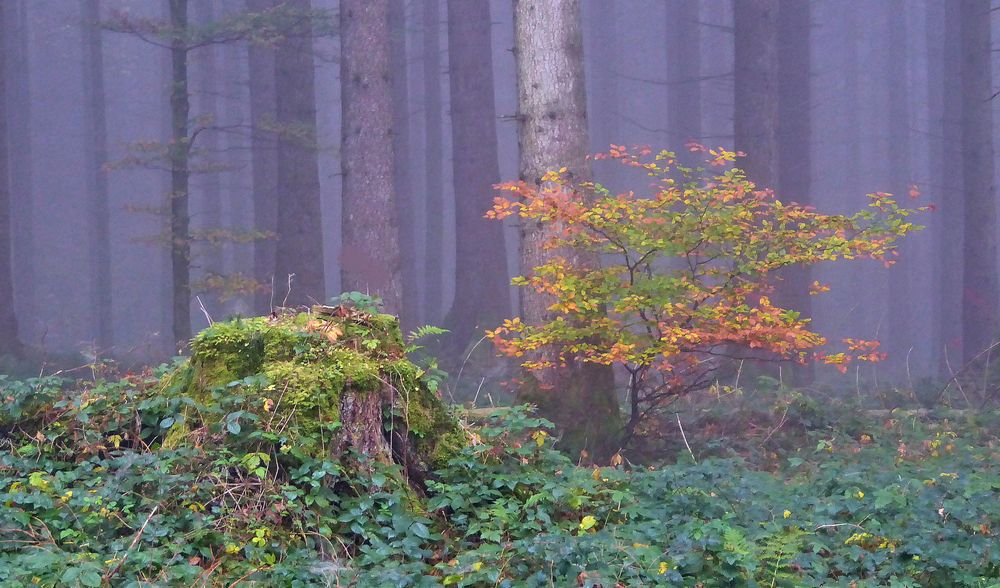 Wald im Herbst 2018 4