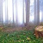 Wald im Herbst 2018 6