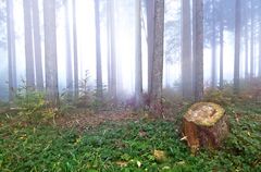 Wald im Herbst 2018 6