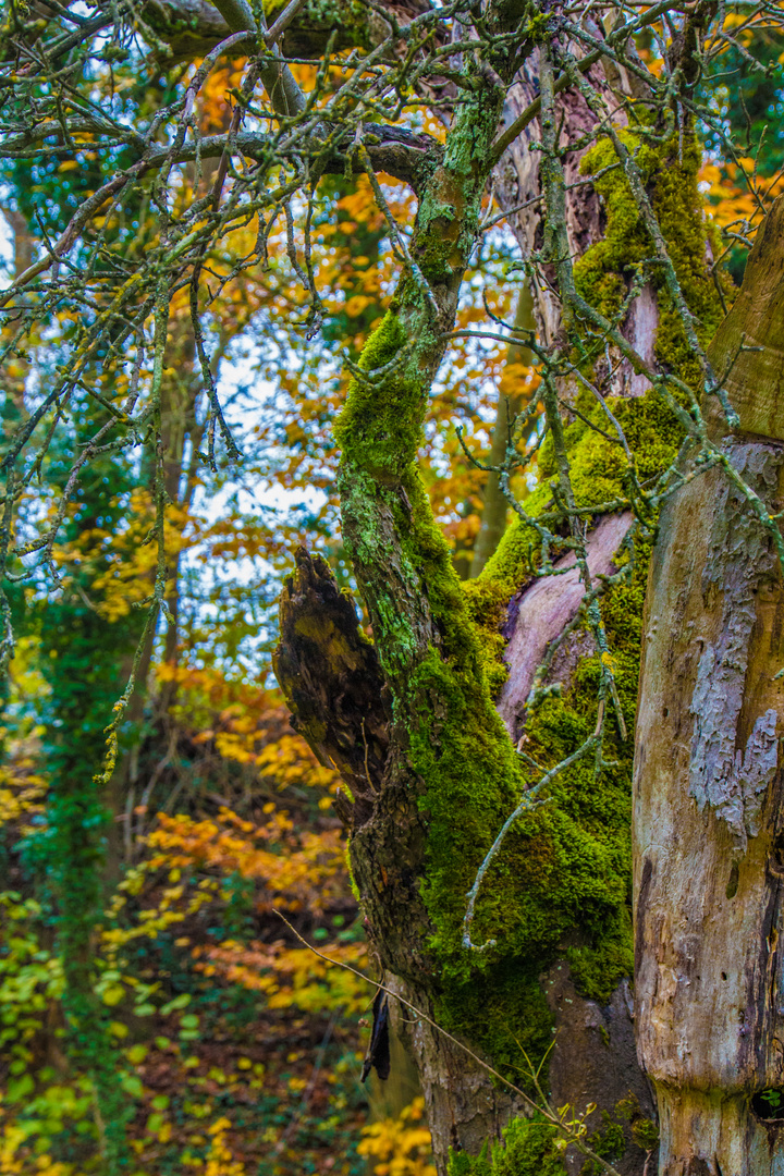 Wald im Herbst 