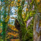 Wald im Herbst 