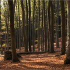 Wald im Herbst