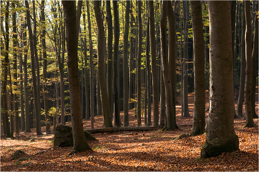 Wald im Herbst