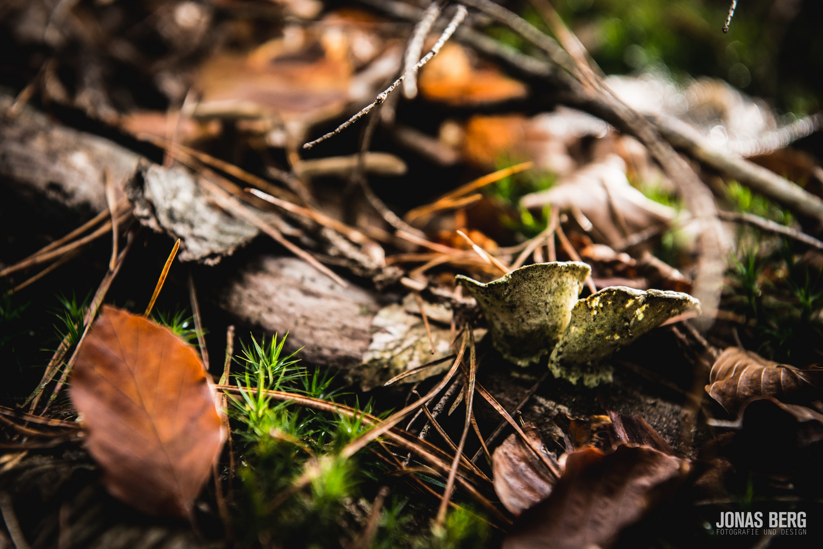 Wald im Herbst