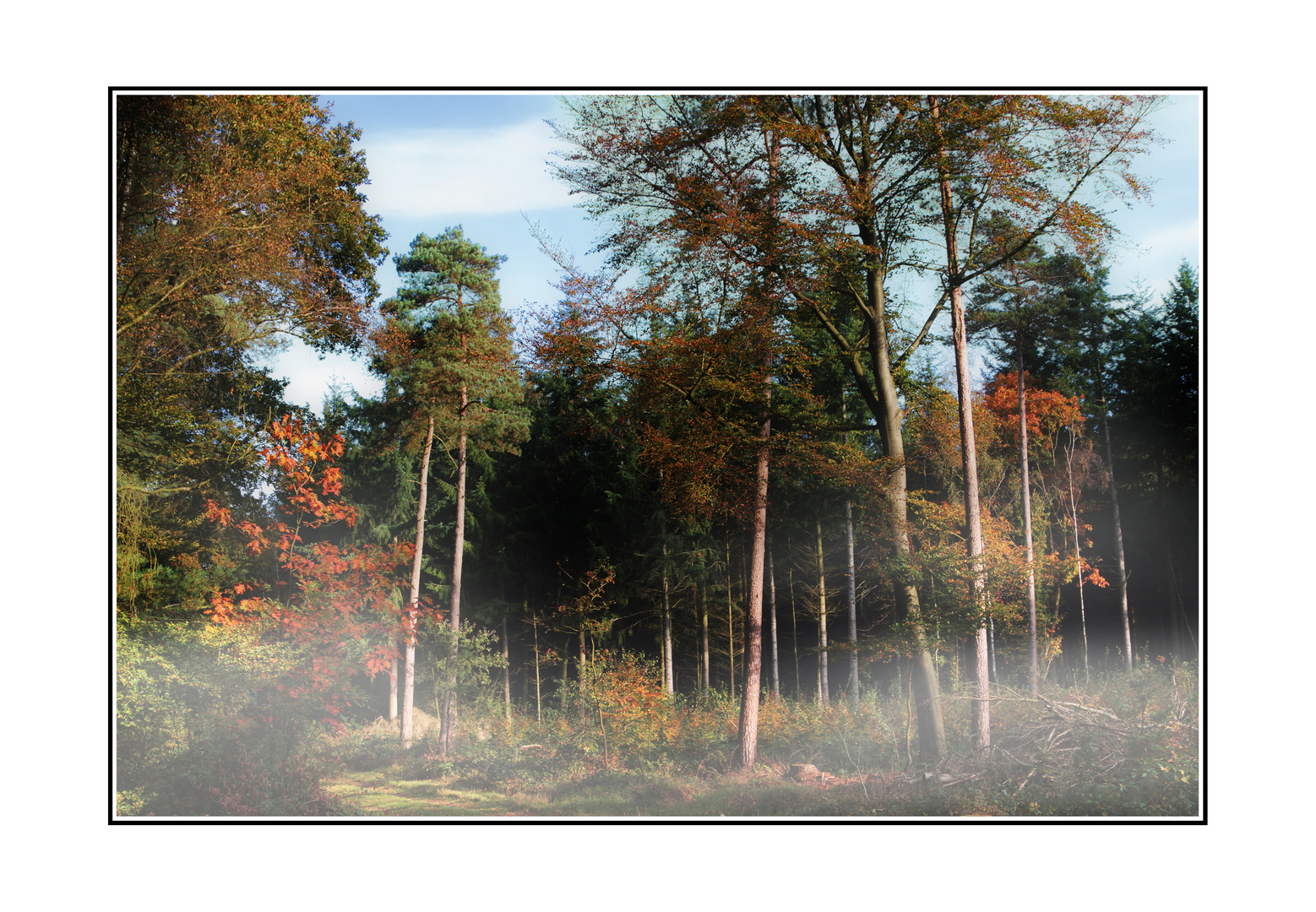 Wald im Herbst