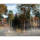 Wald im Herbst