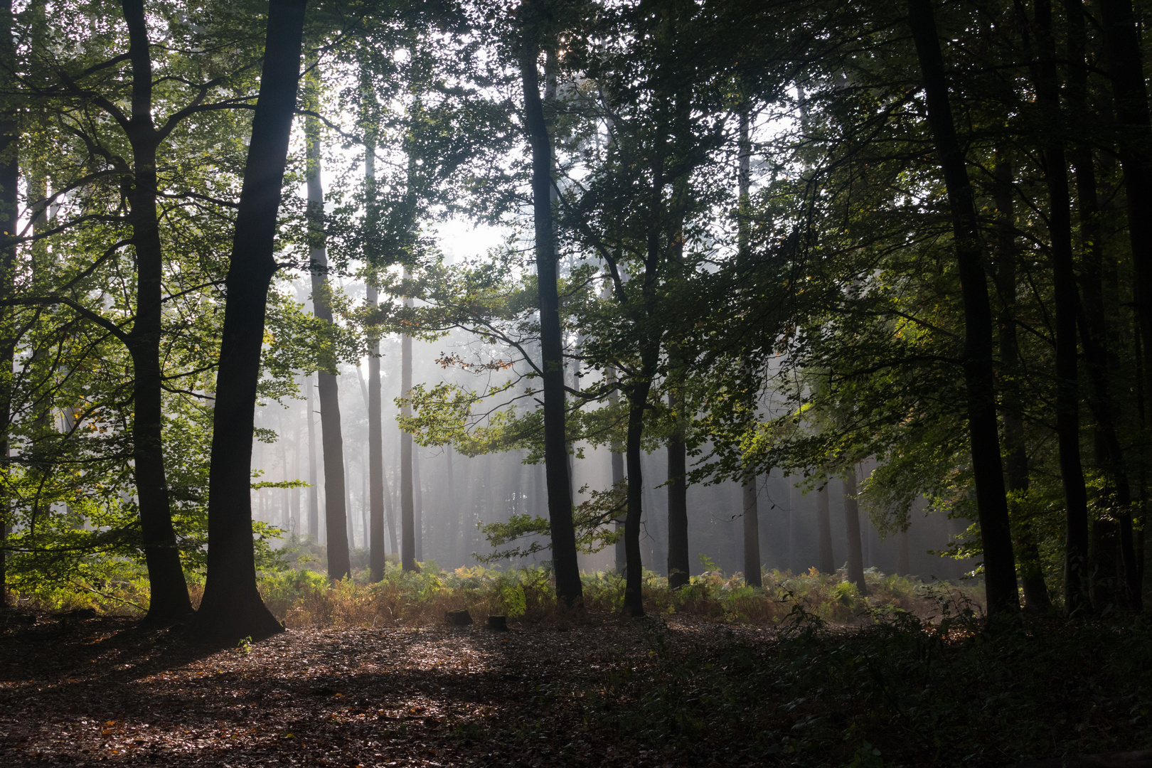 Wald im Herbst