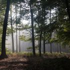 Wald im Herbst