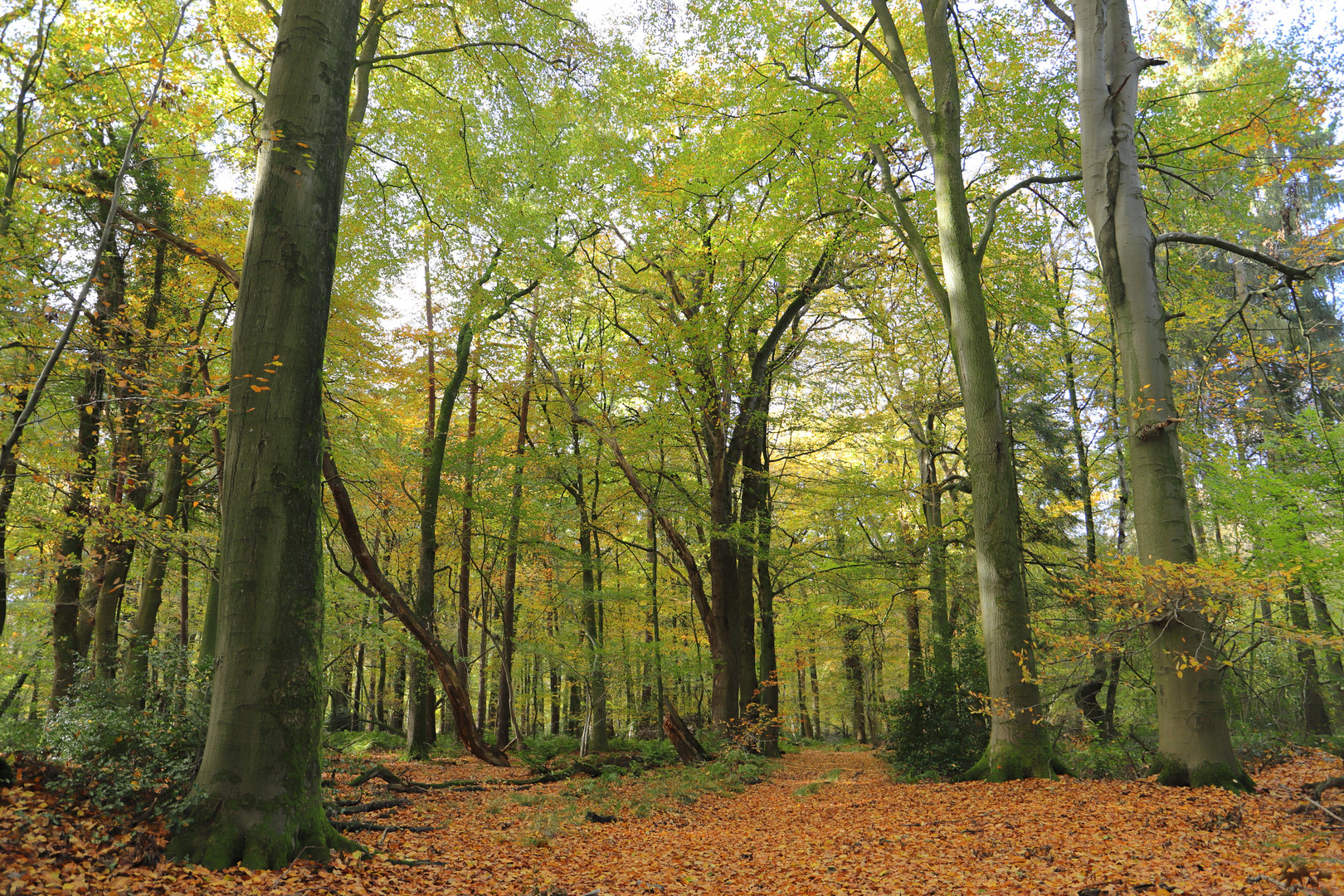 Wald im Herbst