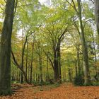 Wald im Herbst