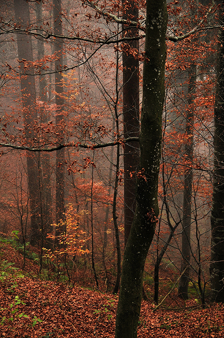 Wald im Herbst