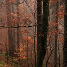 Wald im Herbst