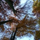 Wald im Herbst