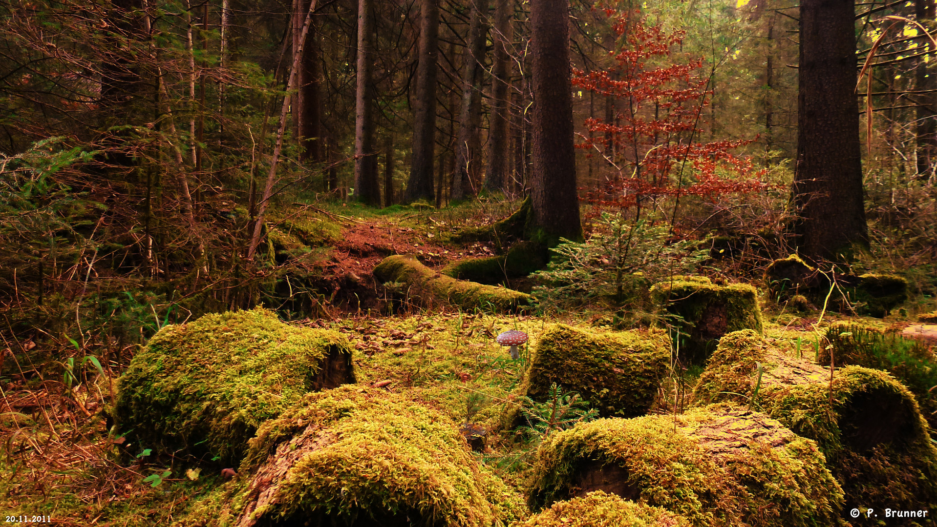 Wald im Herbst