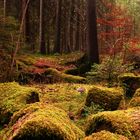 Wald im Herbst