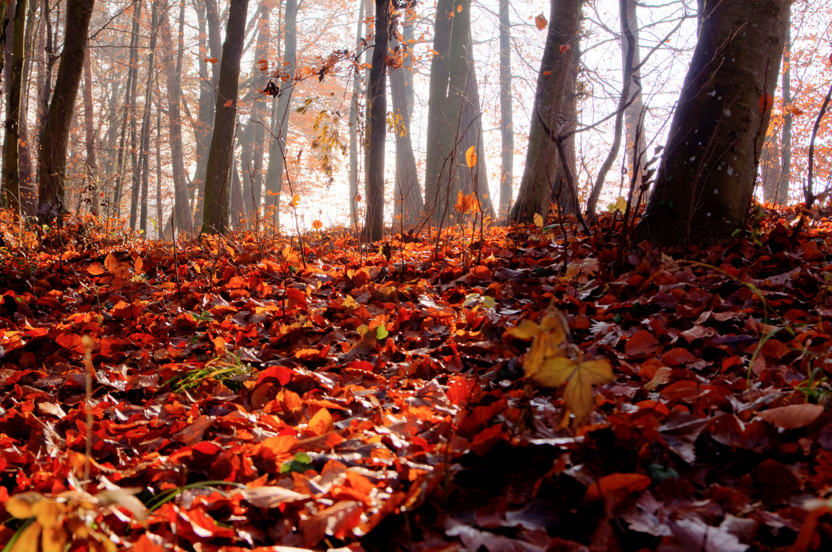 wald im herbst