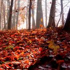 wald im herbst