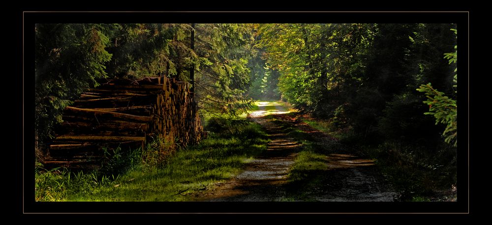 Wald im Herbst