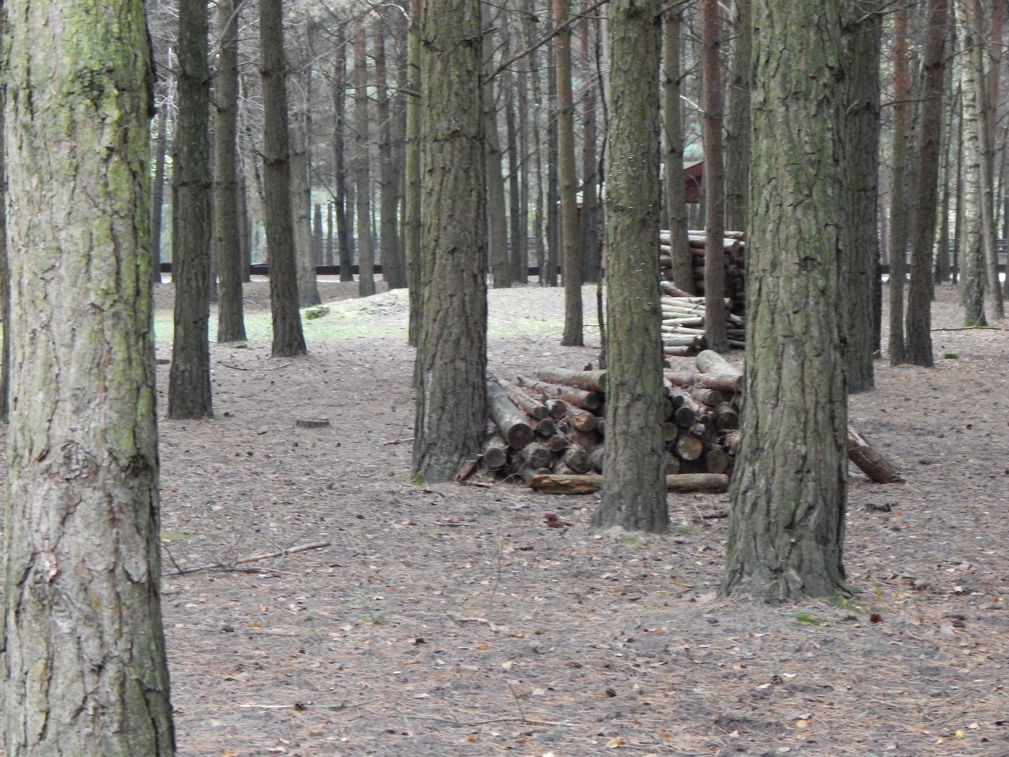 Wald im Herbst