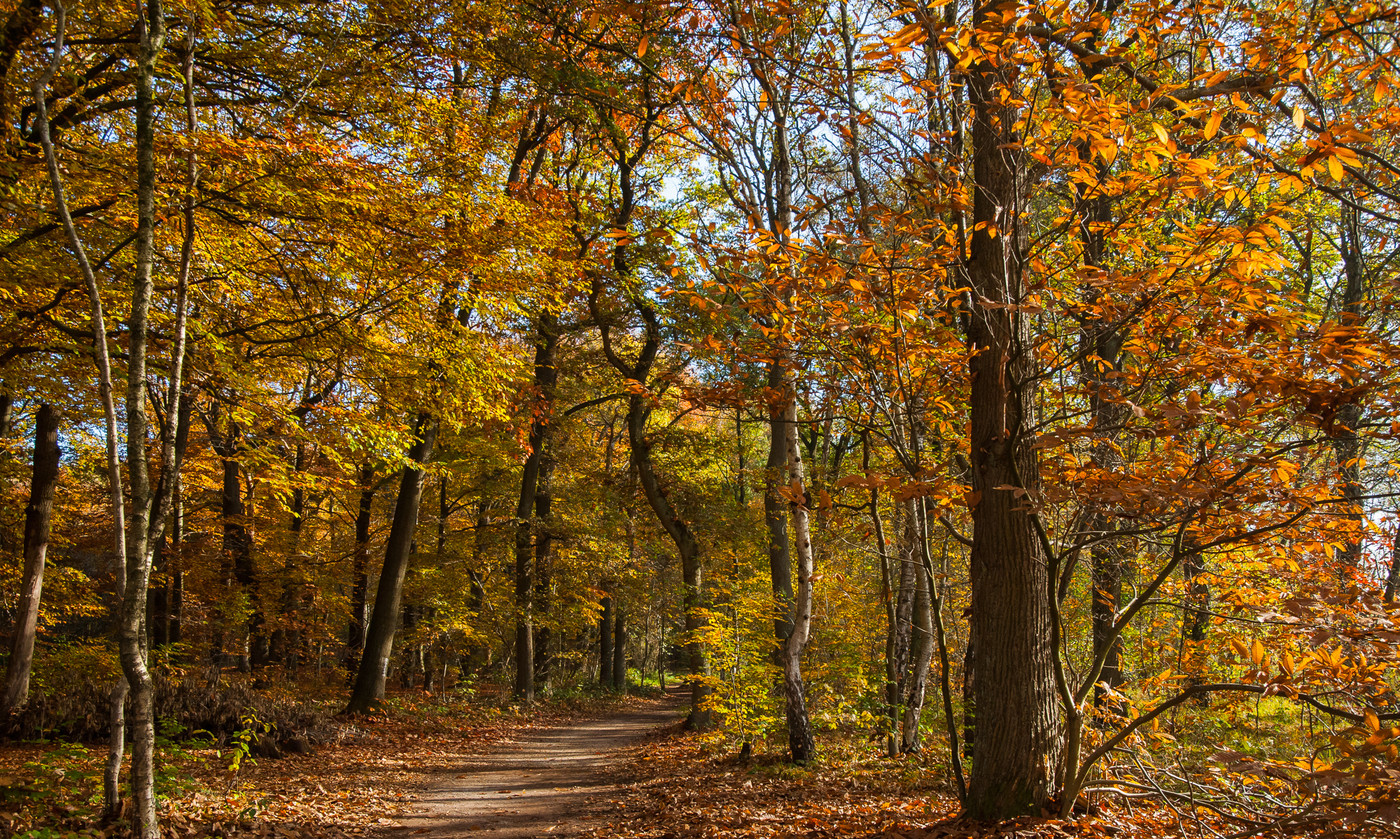 Wald im Herbst