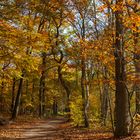 Wald im Herbst