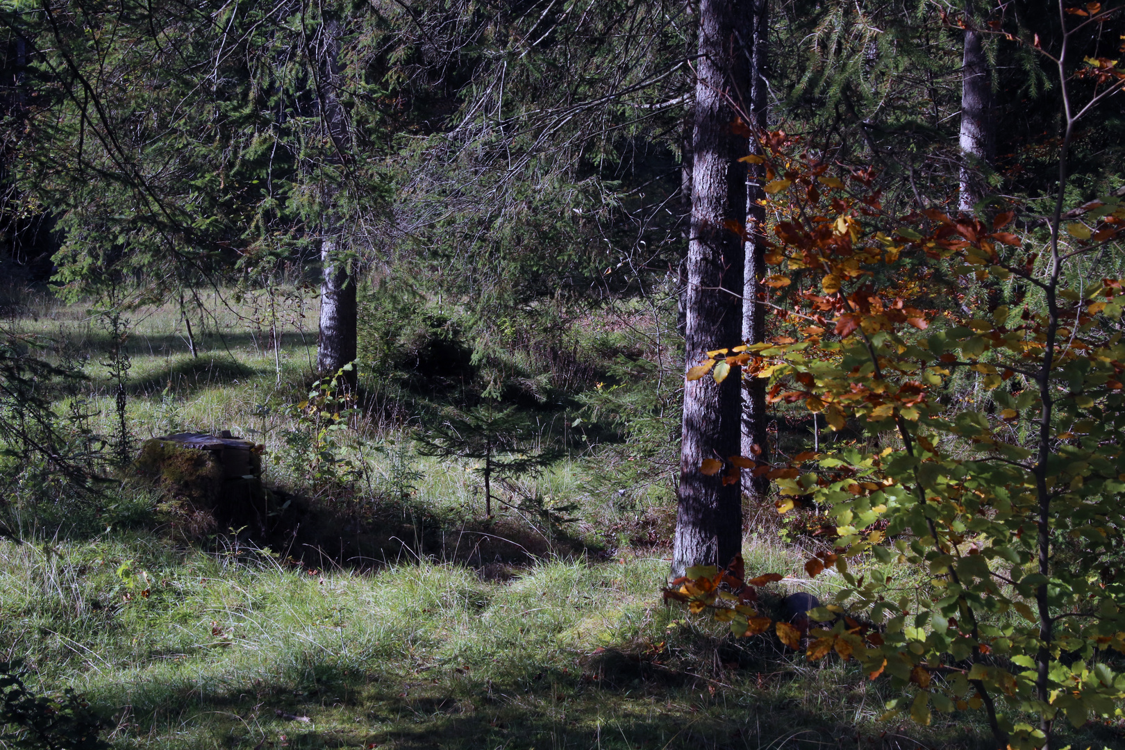 Wald im Herbst