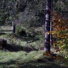 Wald im Herbst