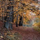 Wald im Herbst