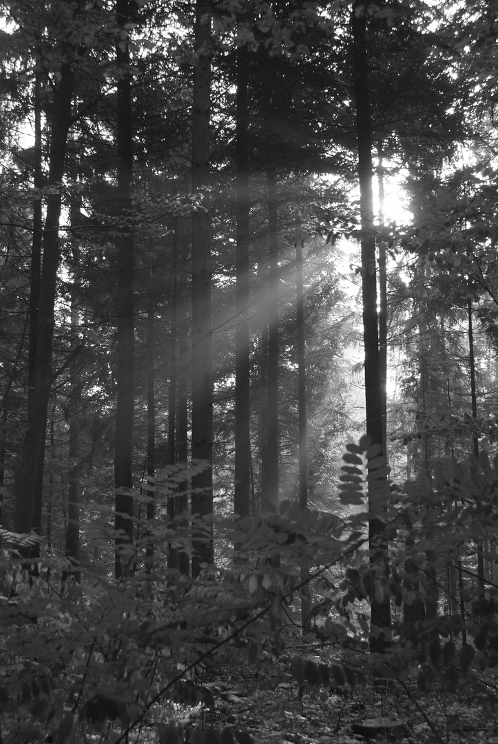 Wald im Herbst