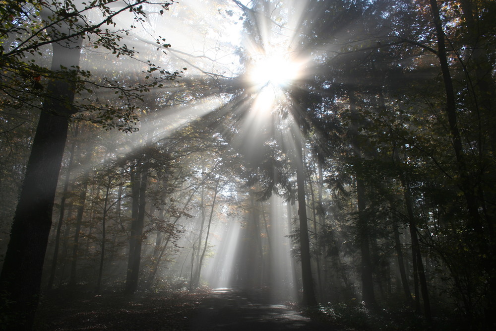 Wald im Herbst