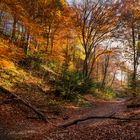 Wald im Herbst an der Isar in München