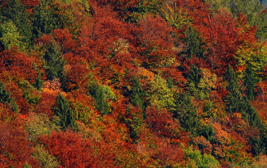 Wald im Herbst