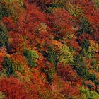 Wald im Herbst