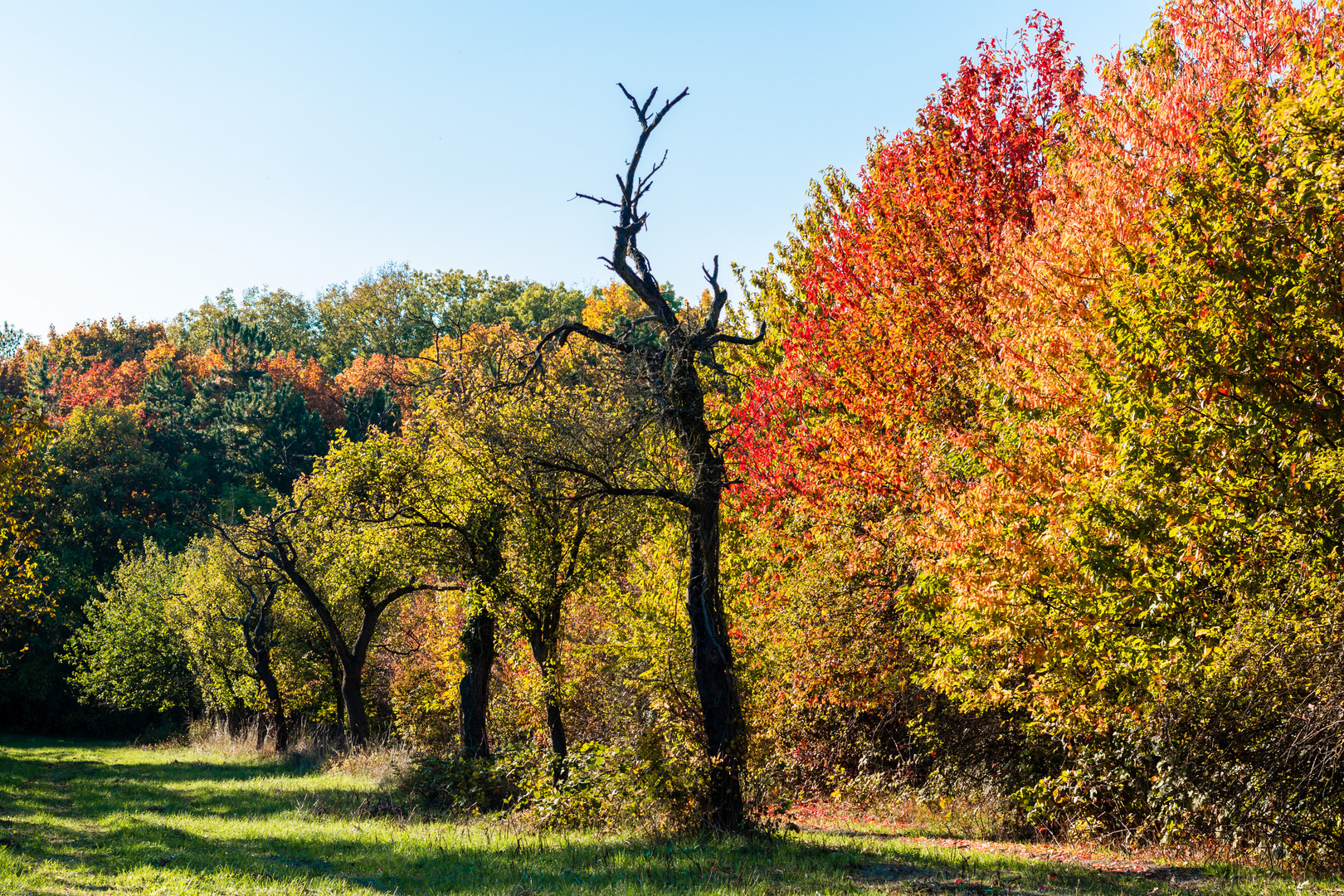 Wald im Herbst