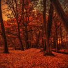 Wald im Herbst bei Burg Wissem 