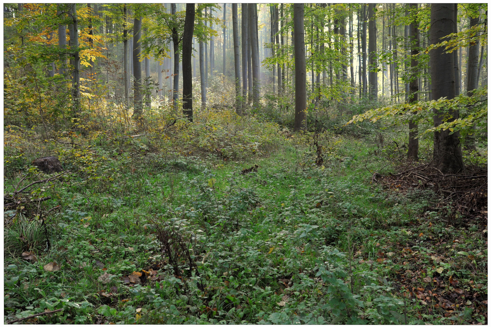 Wald im Herbst (Bosque en otoño)