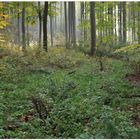 Wald im Herbst (Bosque en otoño)