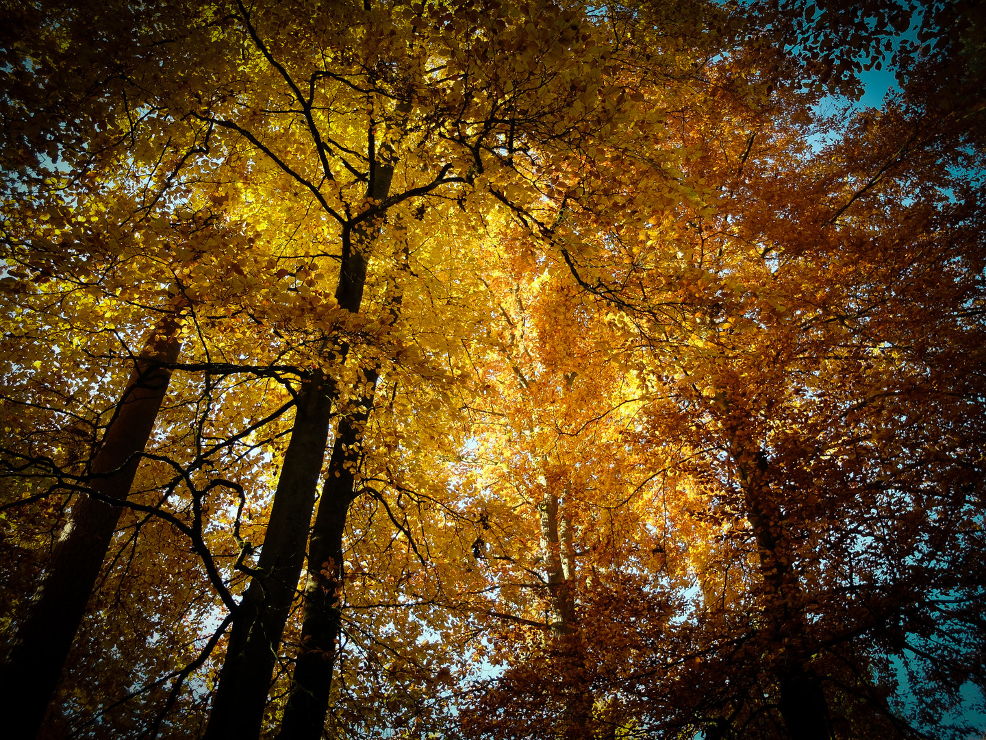 Wald im Herbst