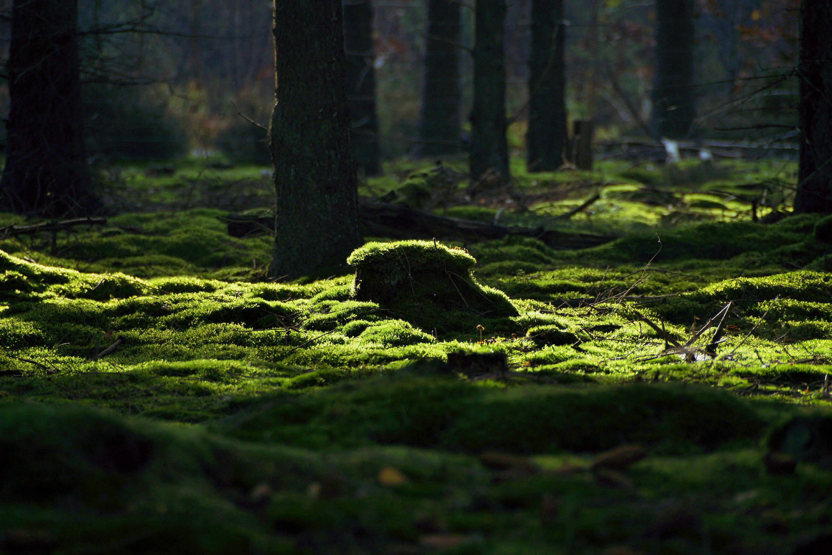 Wald im Herbst