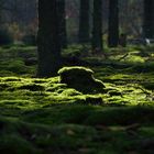 Wald im Herbst