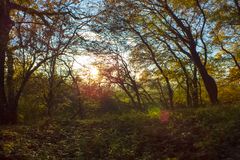 Wald im Herbst