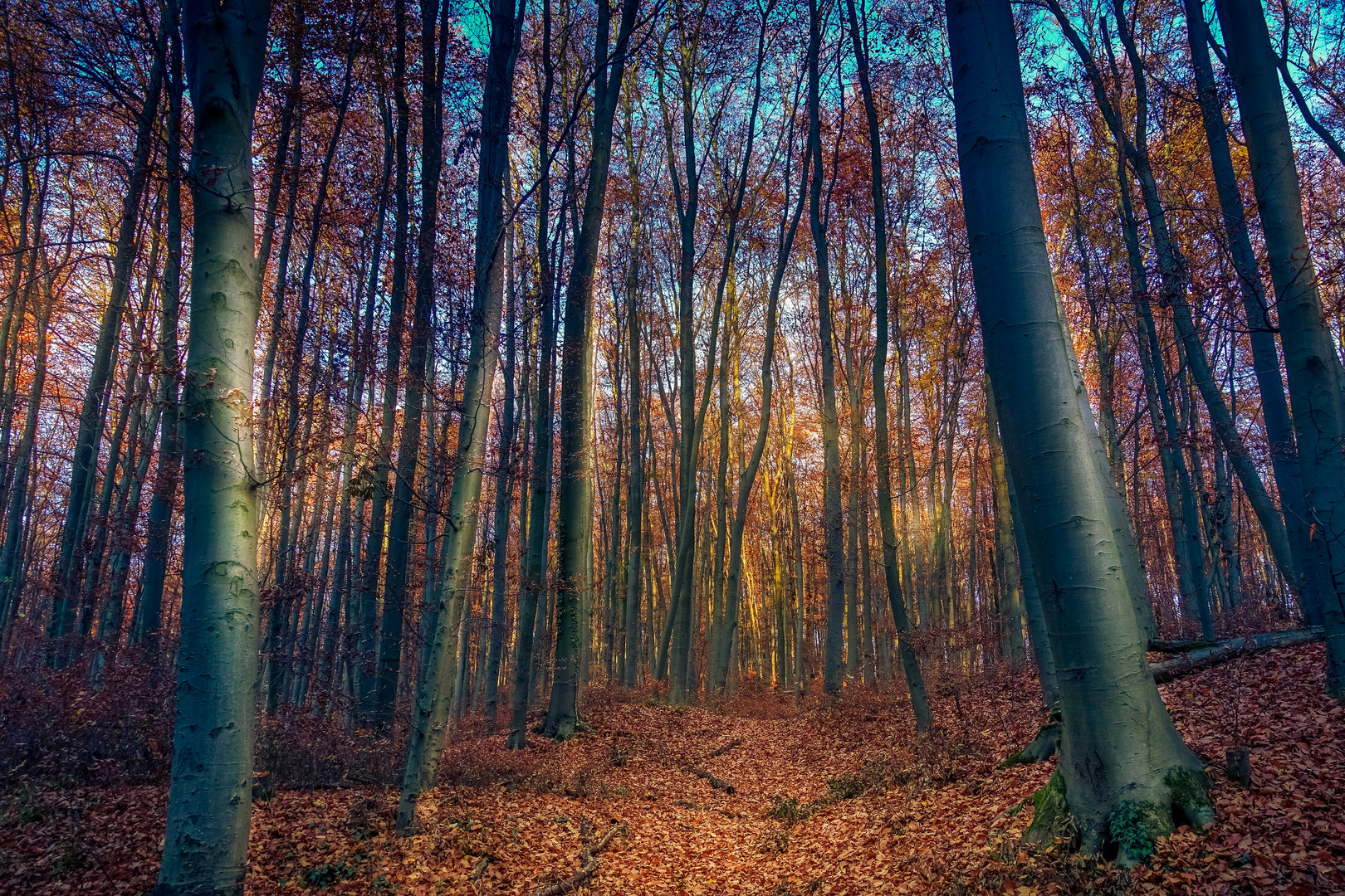 WALD IM HERBST