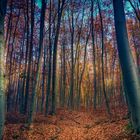 WALD IM HERBST