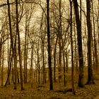 Wald im Herbst